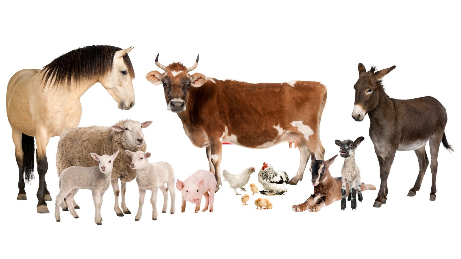 livestock in lagos